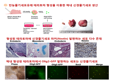 줄기세포발생학